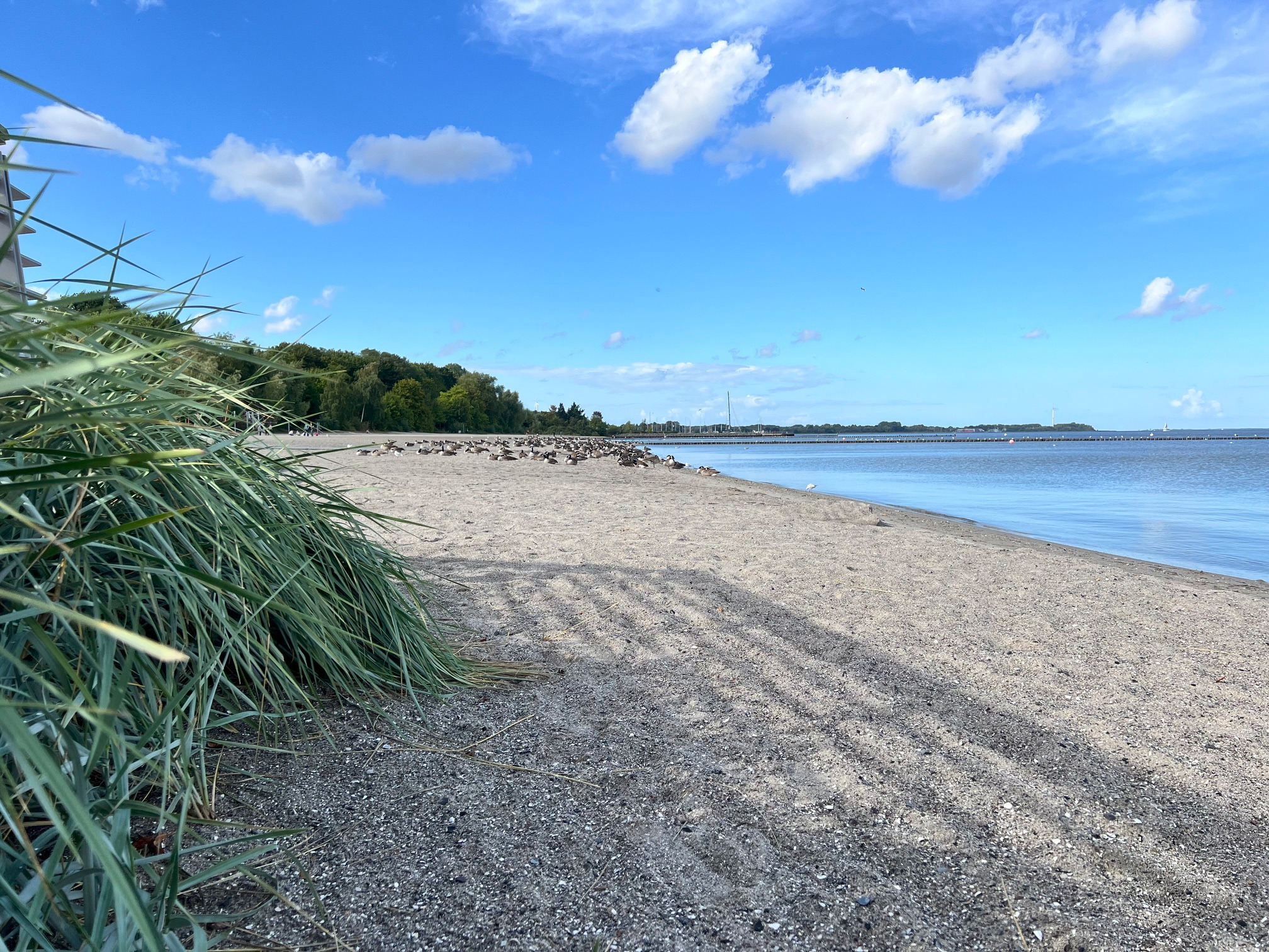 Strandbad Stralsund mit Strandhafer am Strelasund